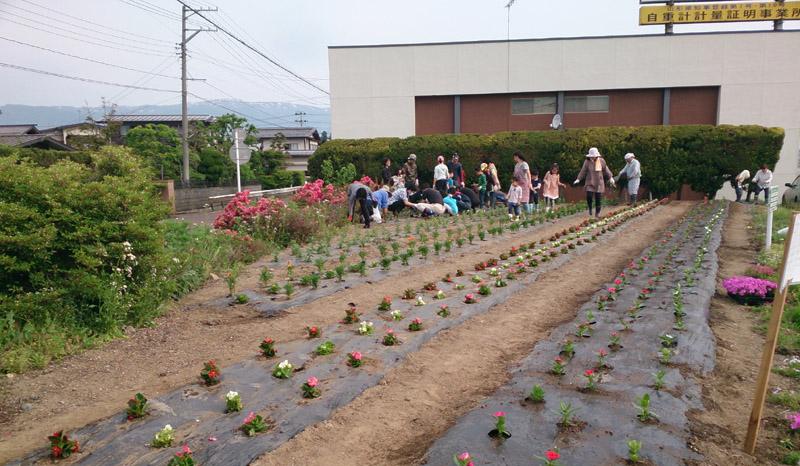 花壇花植え作業