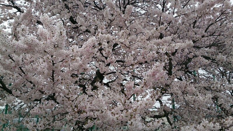 長井高校桜